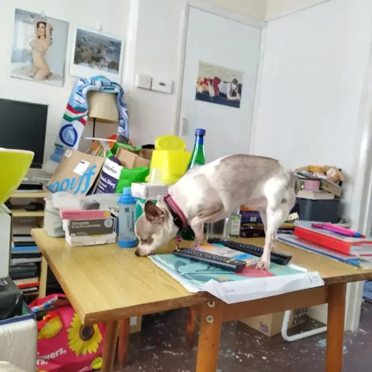 Chihuahua (Smooth Coat)