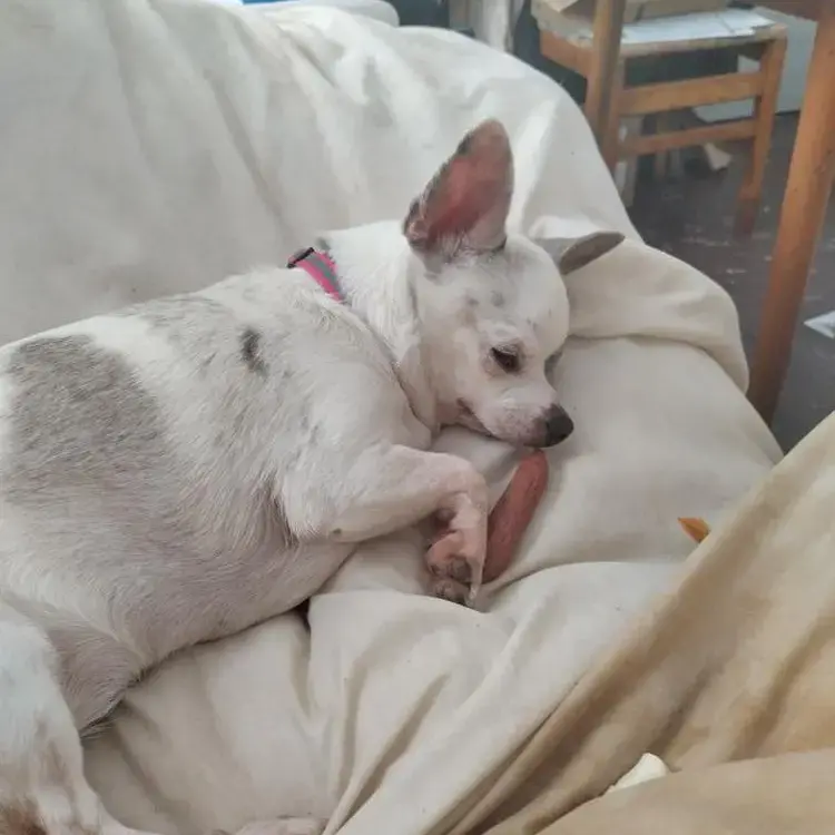 Chihuahua (Smooth Coat)