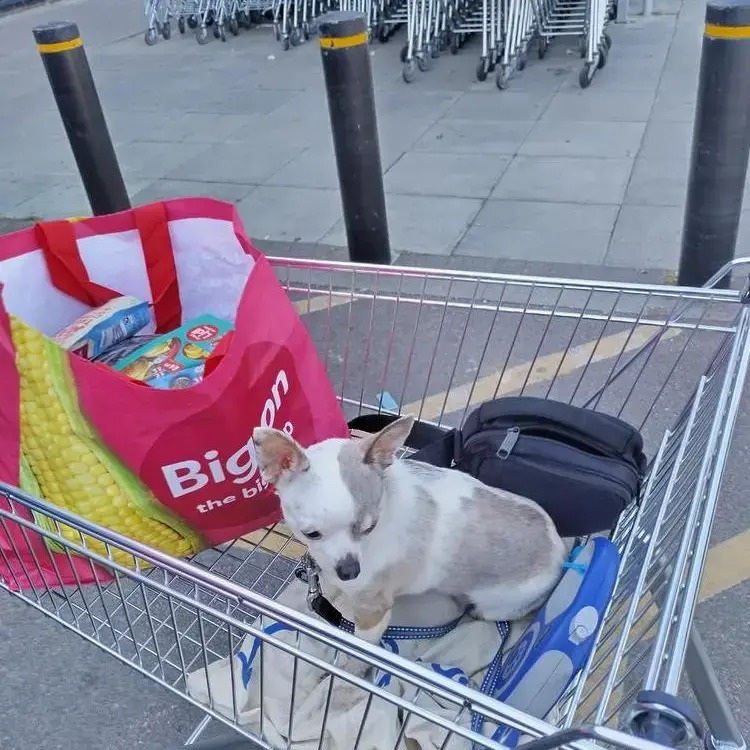 Chihuahua (Smooth Coat)