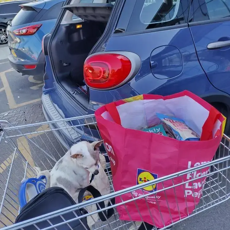 Chihuahua (Smooth Coat)