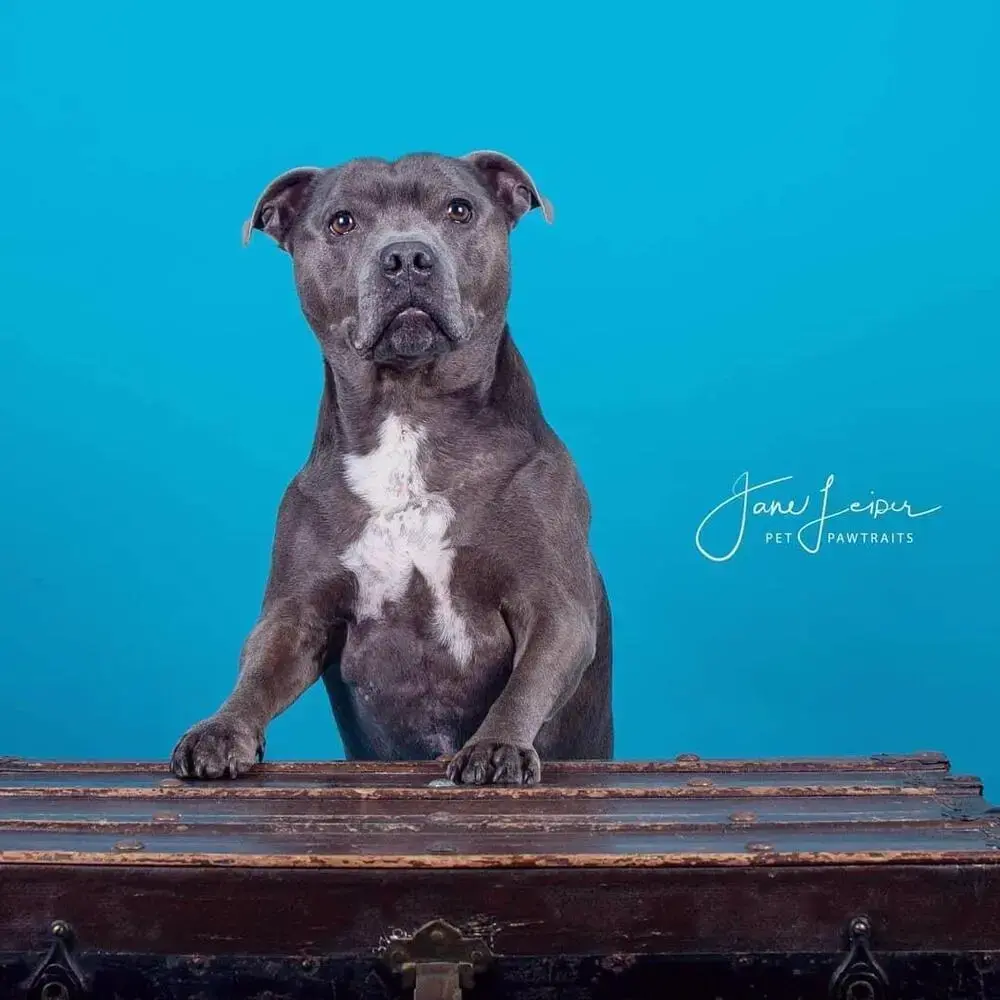 Staffordshire Bull Terrier