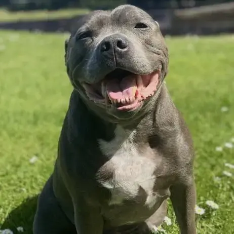 Staffordshire Bull Terrier