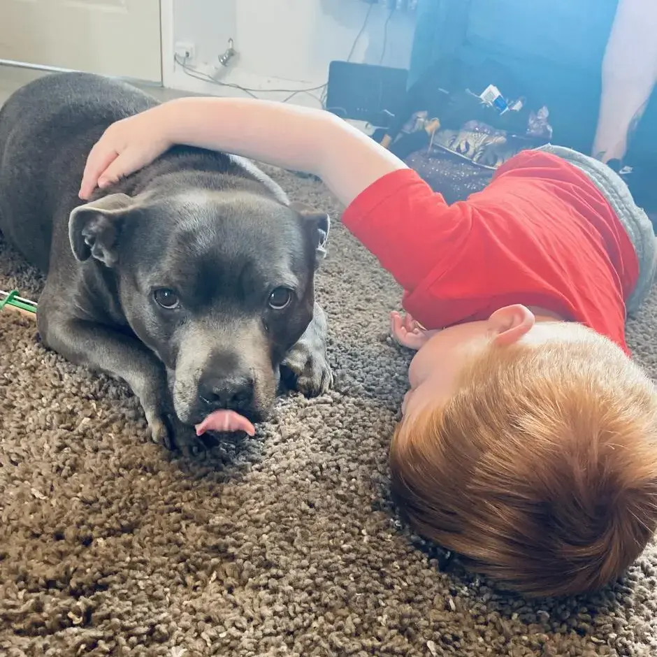 Staffordshire Bull Terrier