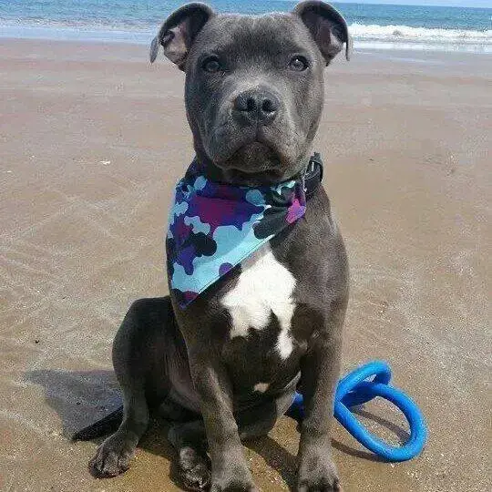 Staffordshire Bull Terrier