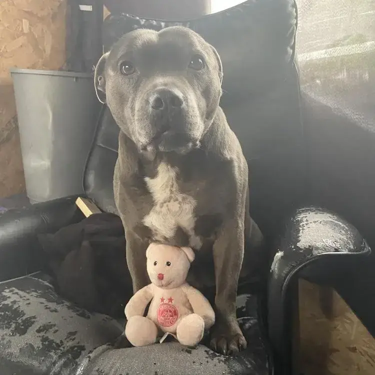Staffordshire Bull Terrier