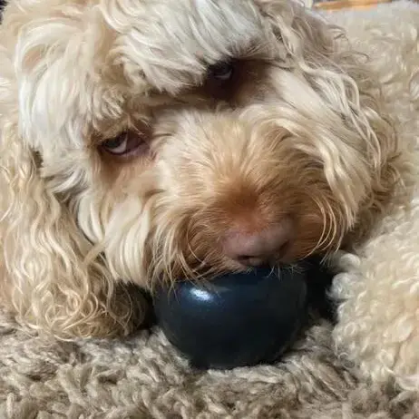 Cockapoo