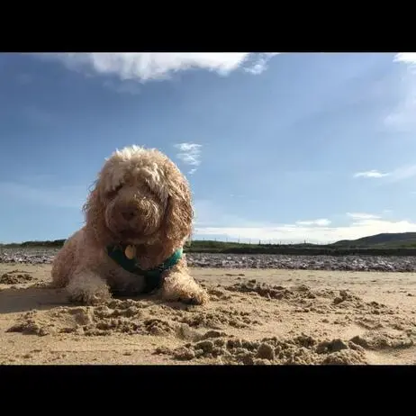 Cockapoo
