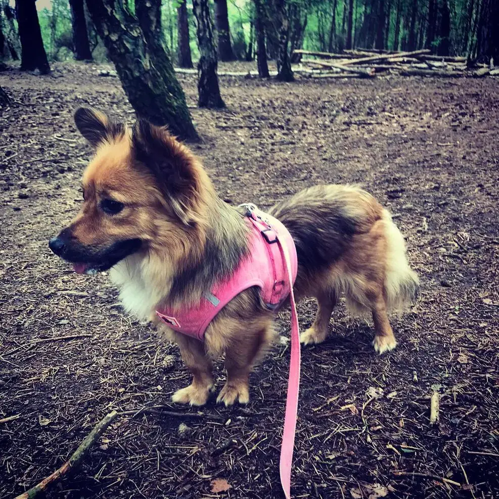 Welsh Corgi (Pembroke)