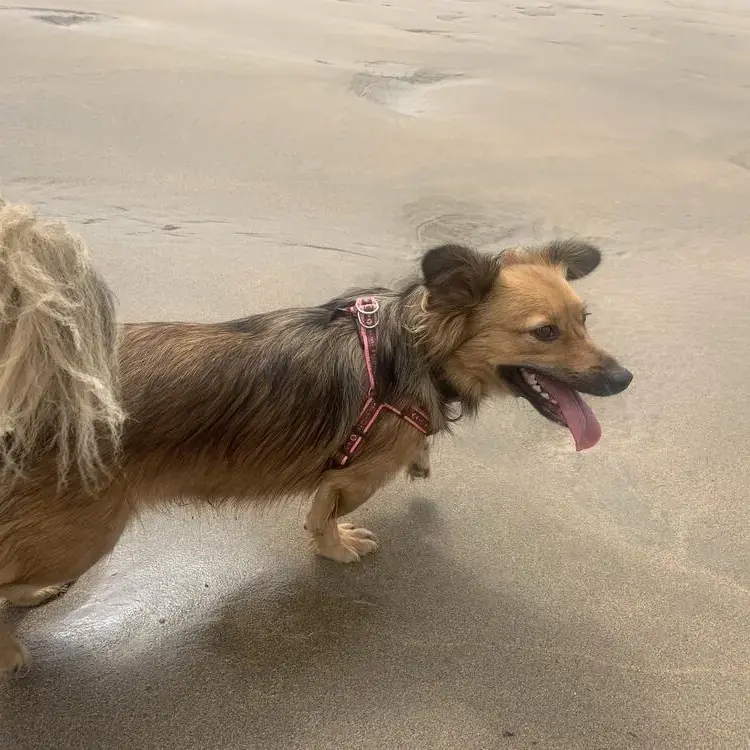 Welsh Corgi (Pembroke)