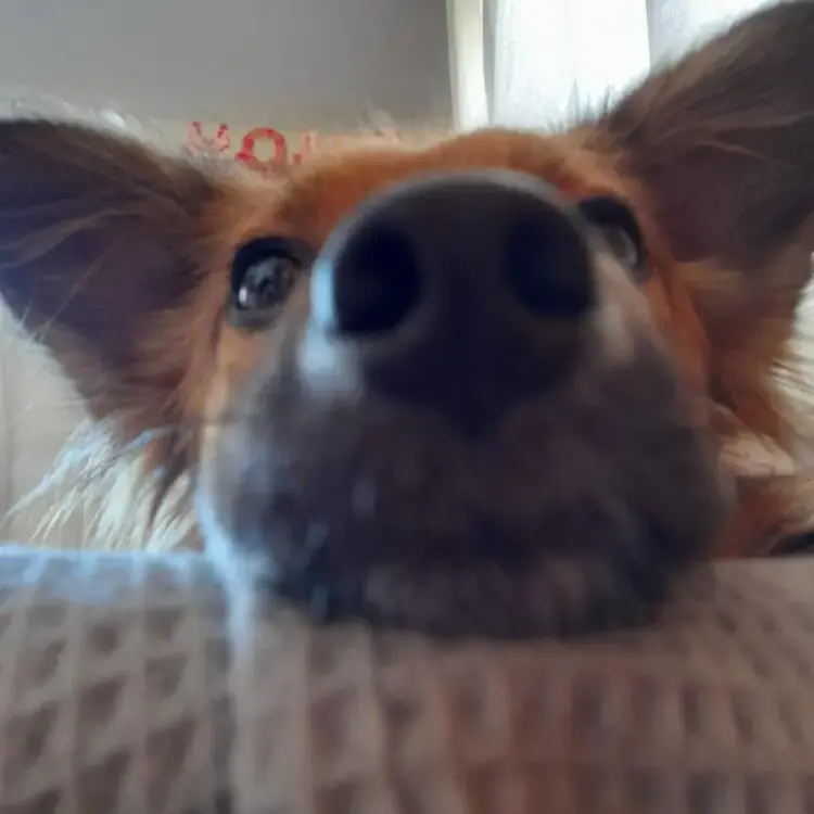 Welsh Corgi (Pembroke)