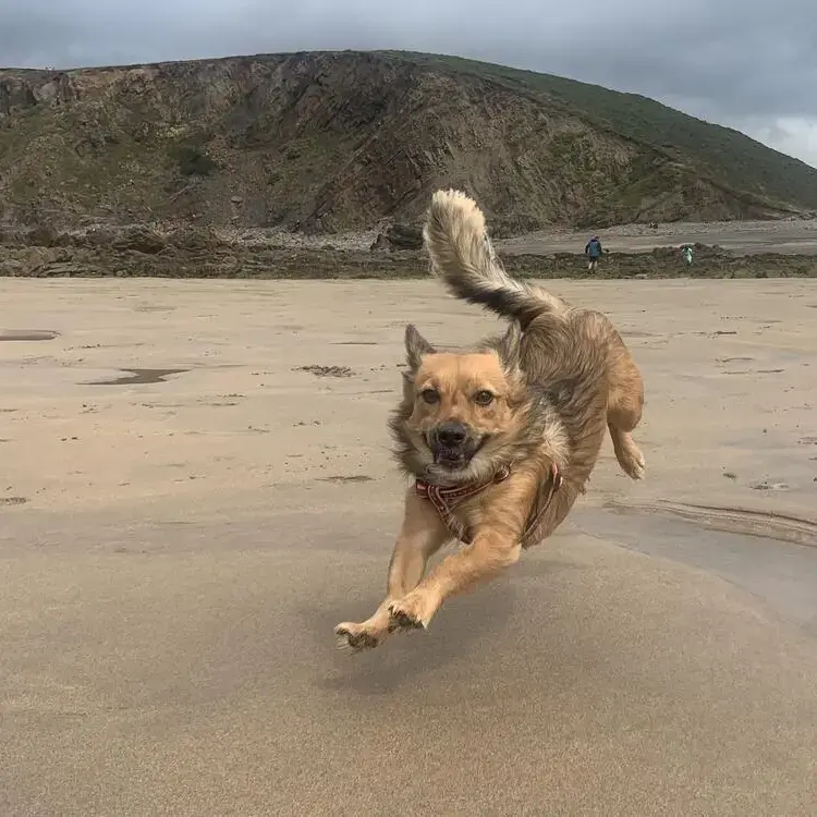 Welsh Corgi (Pembroke)