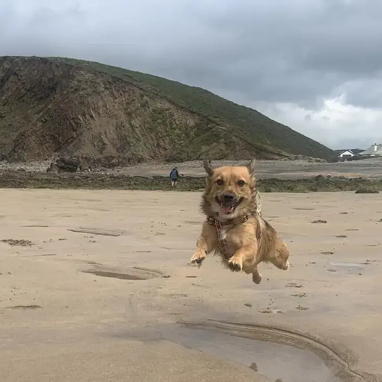Welsh Corgi (Pembroke)