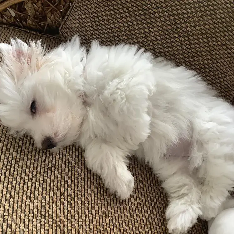 Maltese