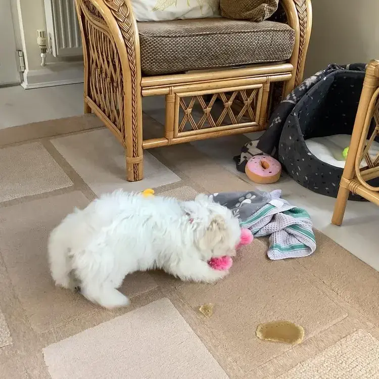Maltese