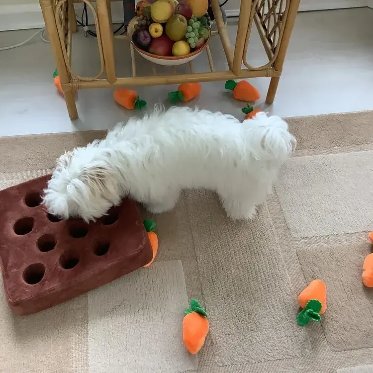 Maltese