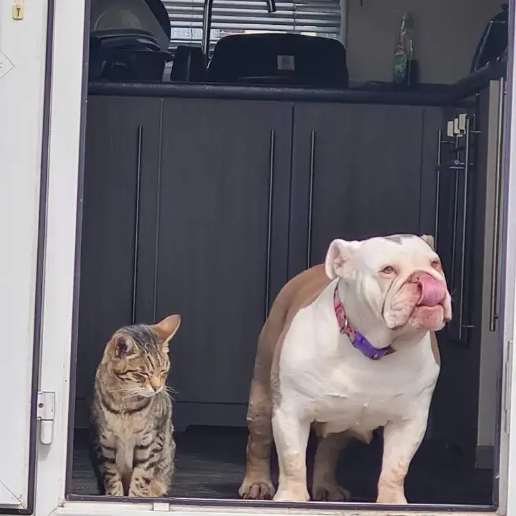 Bulldog