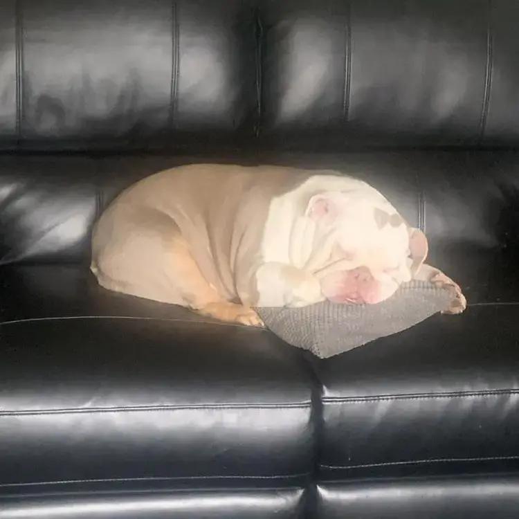 Bulldog