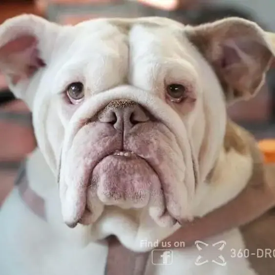 Bulldog