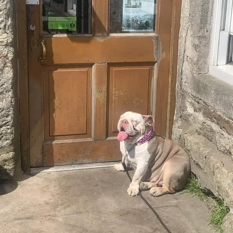 Bulldog
