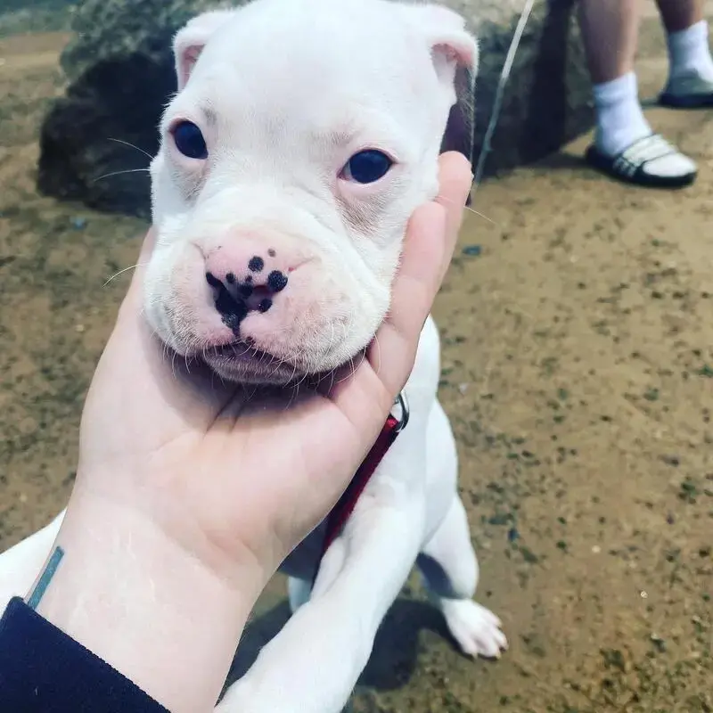 Boxer