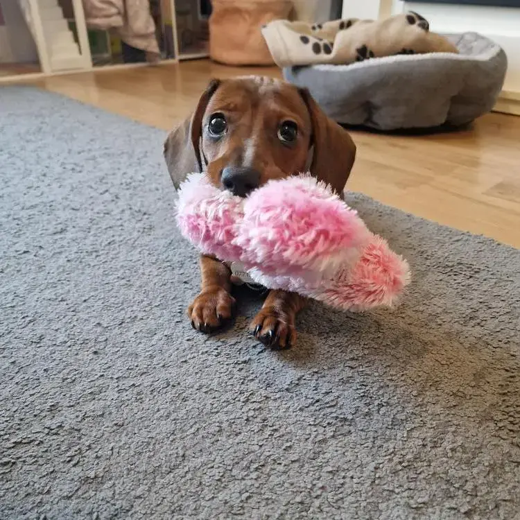 Dachshund (Miniature Smooth-Haired)