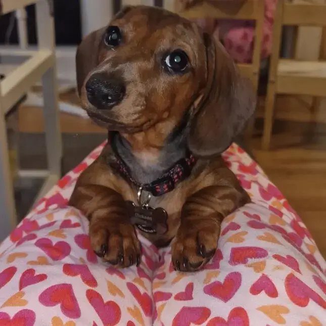 Dachshund (Miniature Smooth-Haired)