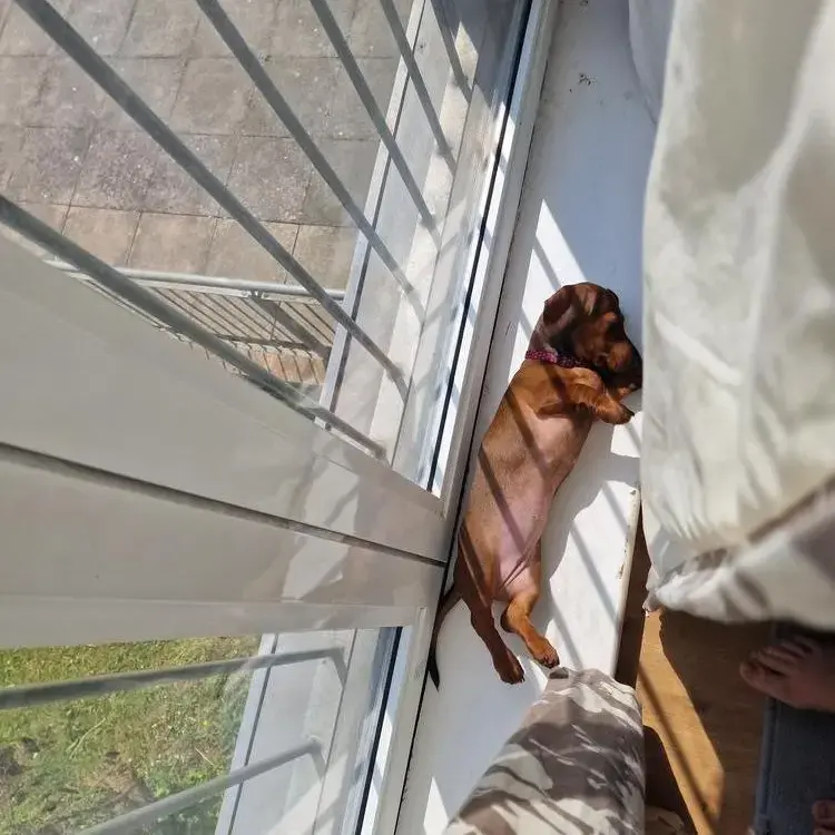 Dachshund (Miniature Smooth-Haired)