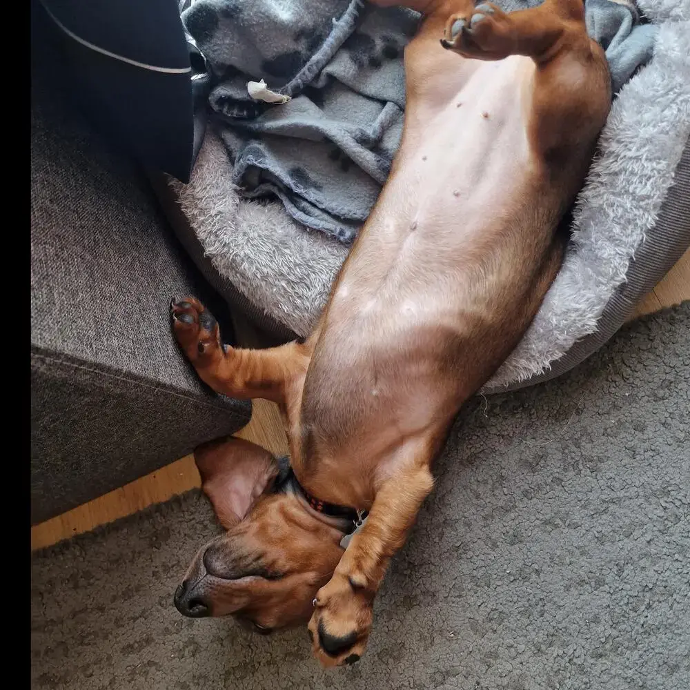 Dachshund (Miniature Smooth-Haired)