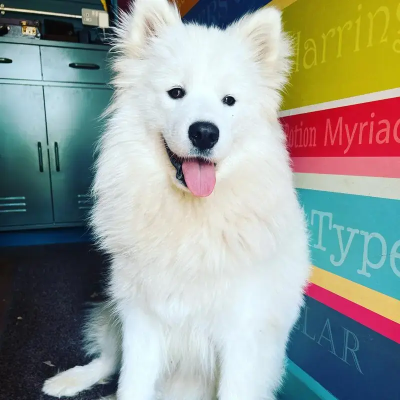 Samoyed