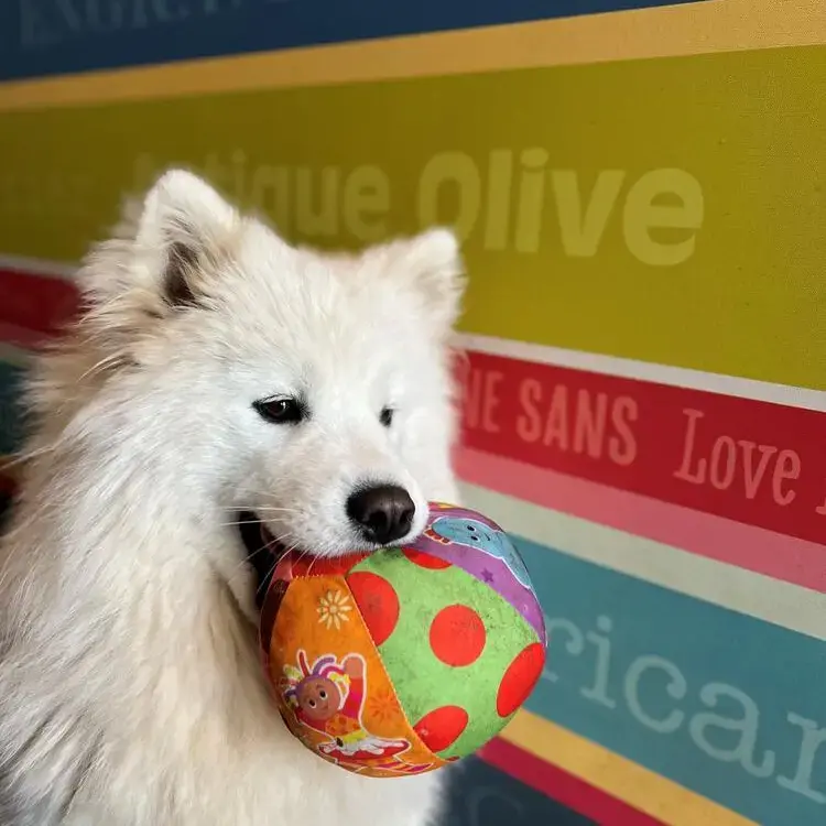 Samoyed