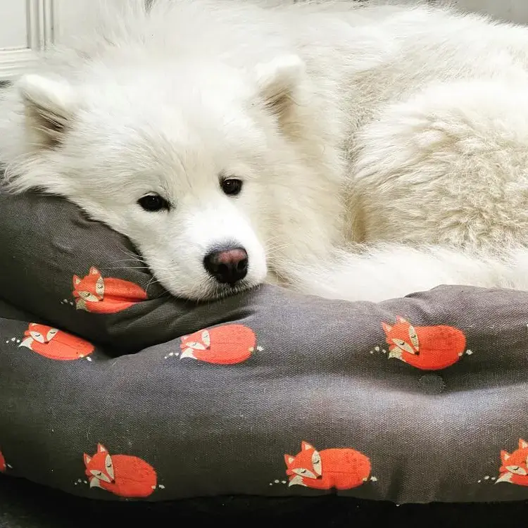 Samoyed