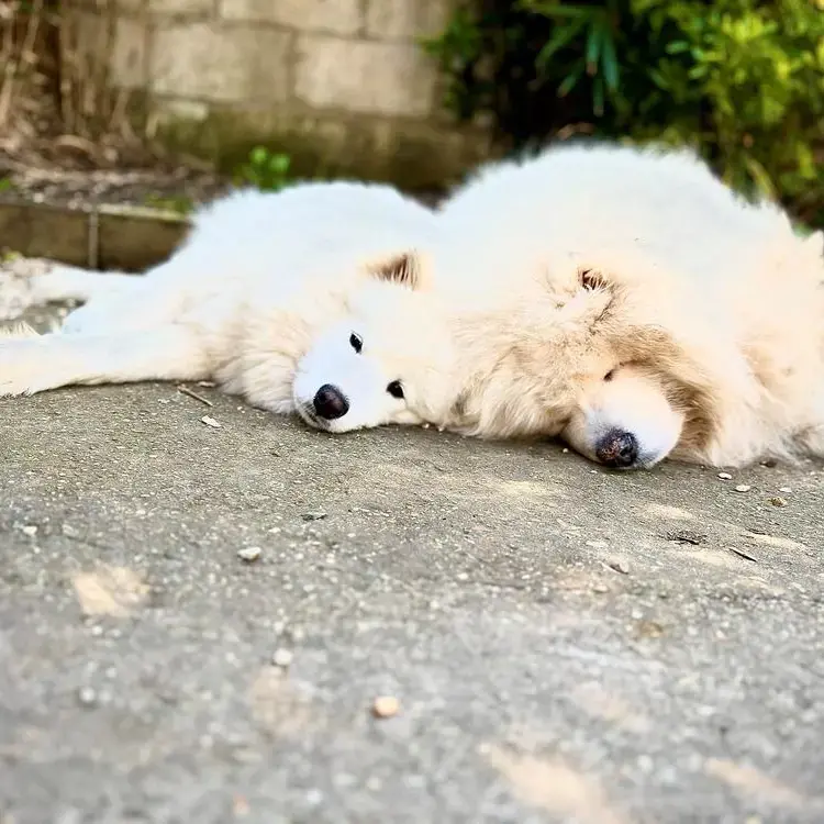 Samoyed