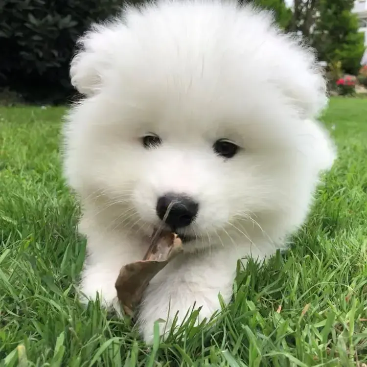 Samoyed