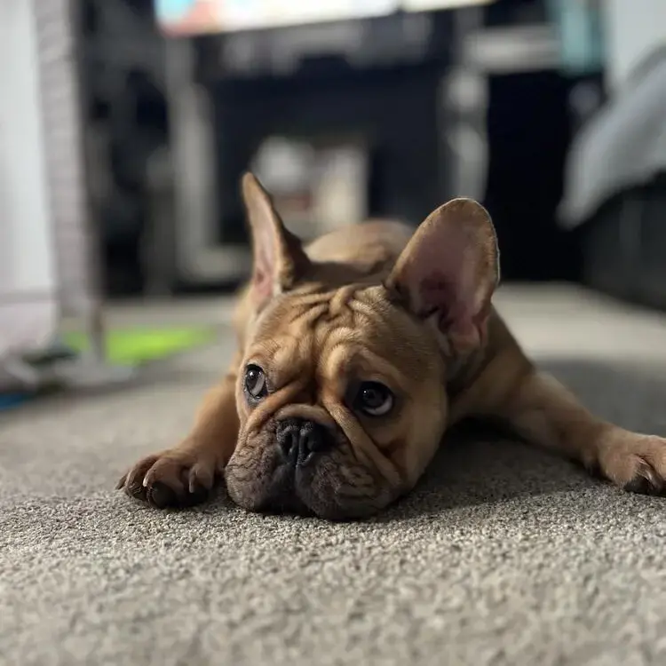 French Bulldog