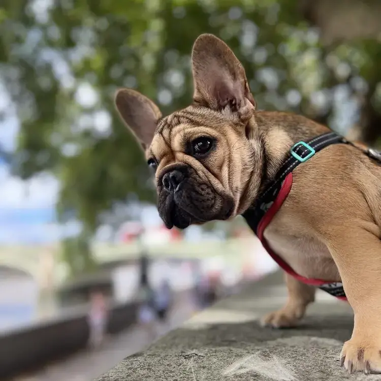 French Bulldog
