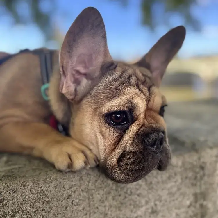 French Bulldog