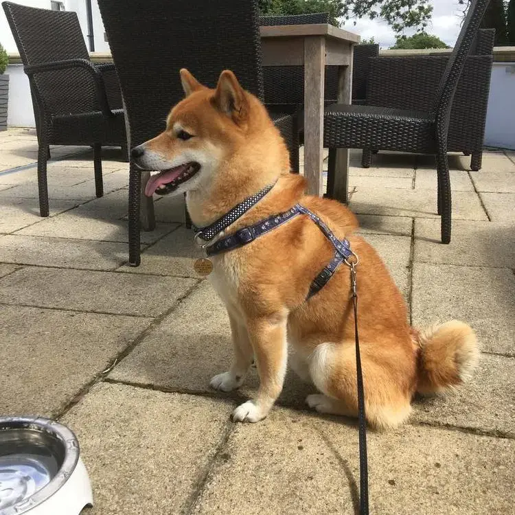 Japanese Shiba Inu