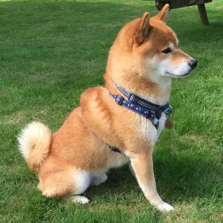 Japanese Shiba Inu