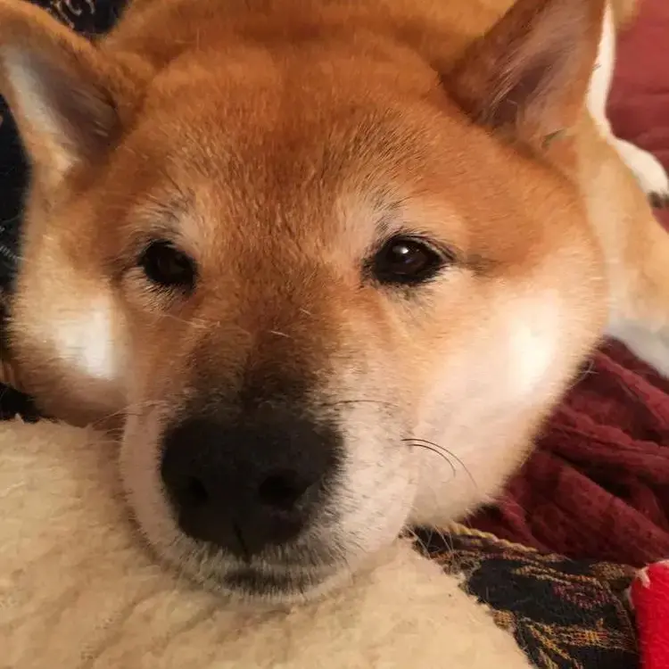 Japanese Shiba Inu