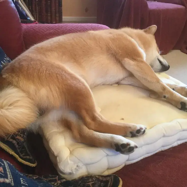Japanese Shiba Inu