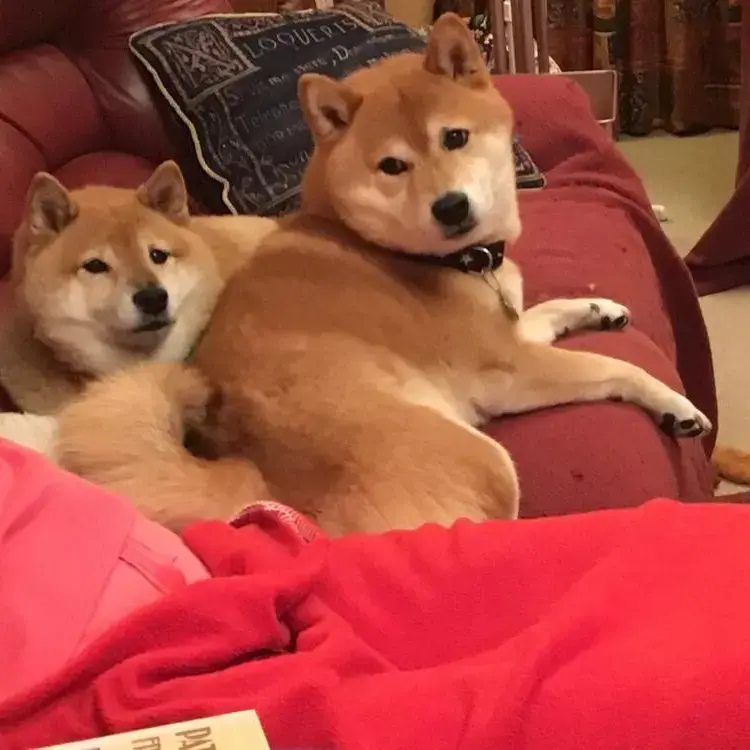 Japanese Shiba Inu