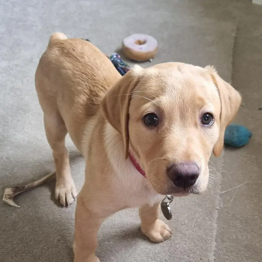Labrador Retriever