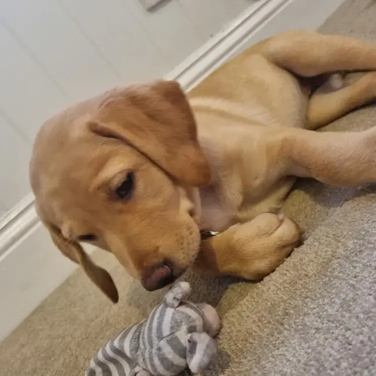 Labrador Retriever
