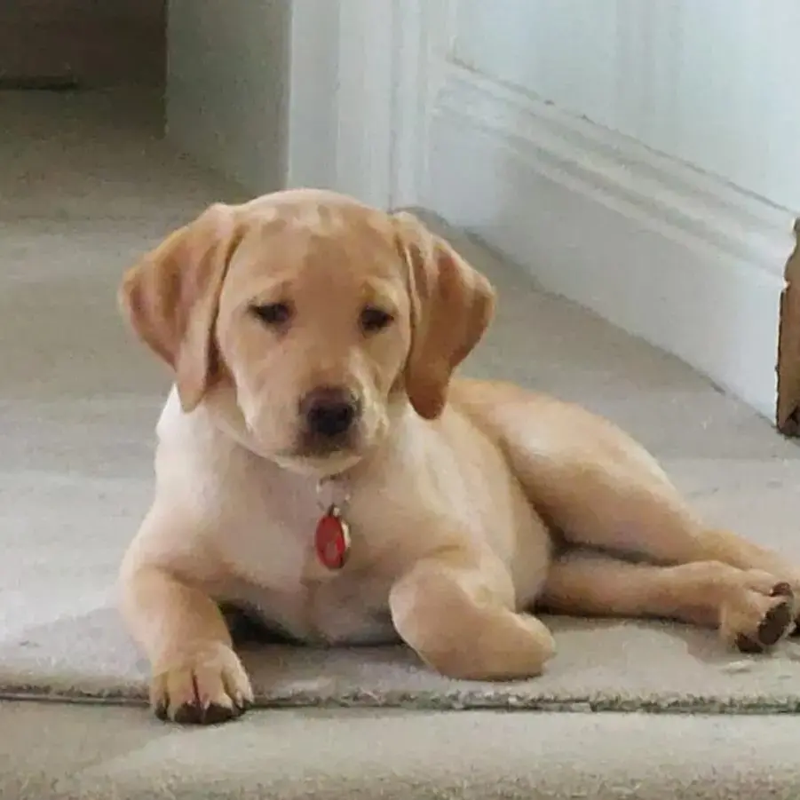 Labrador Retriever