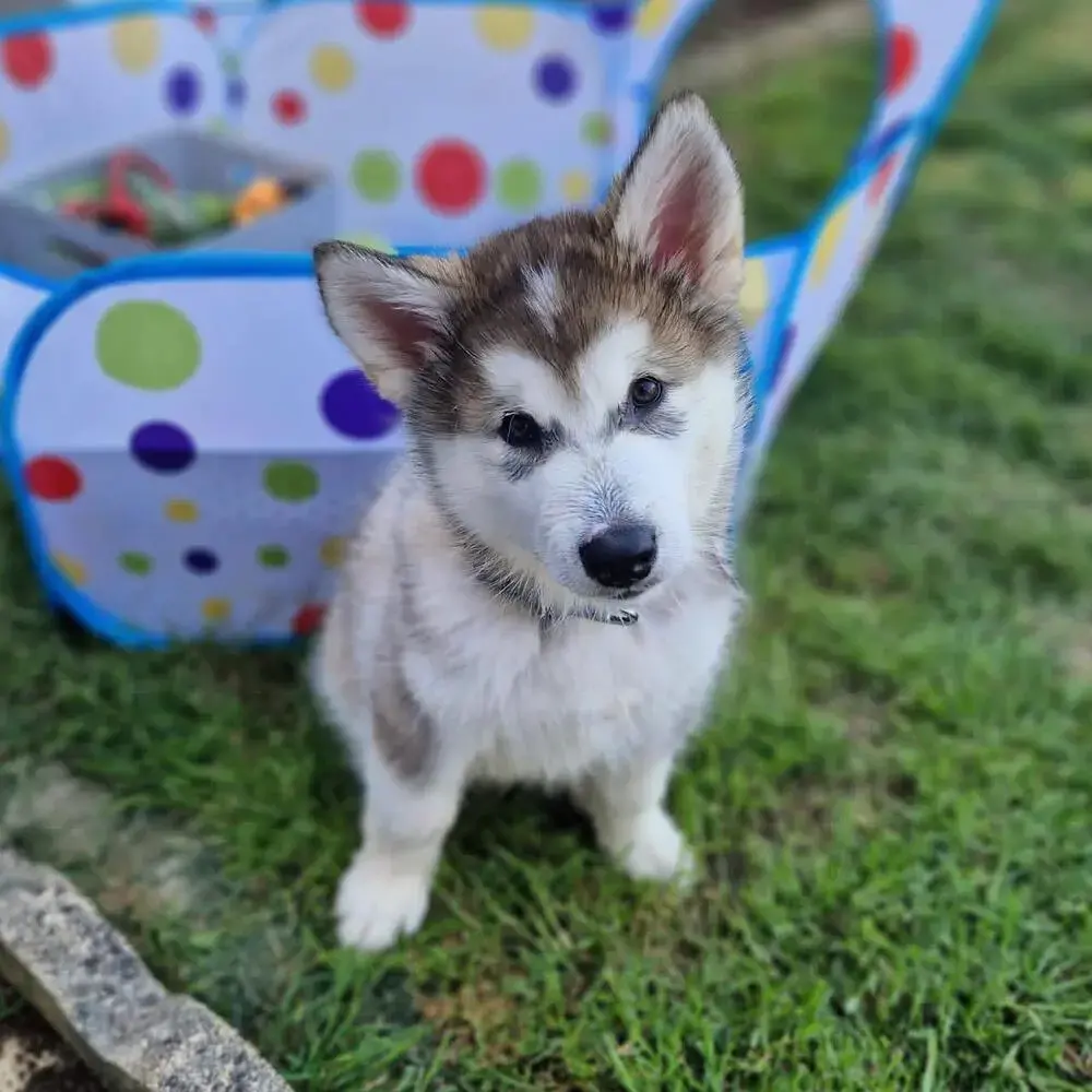 Alaskan Malamute
