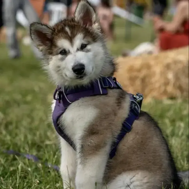 Alaskan Malamute