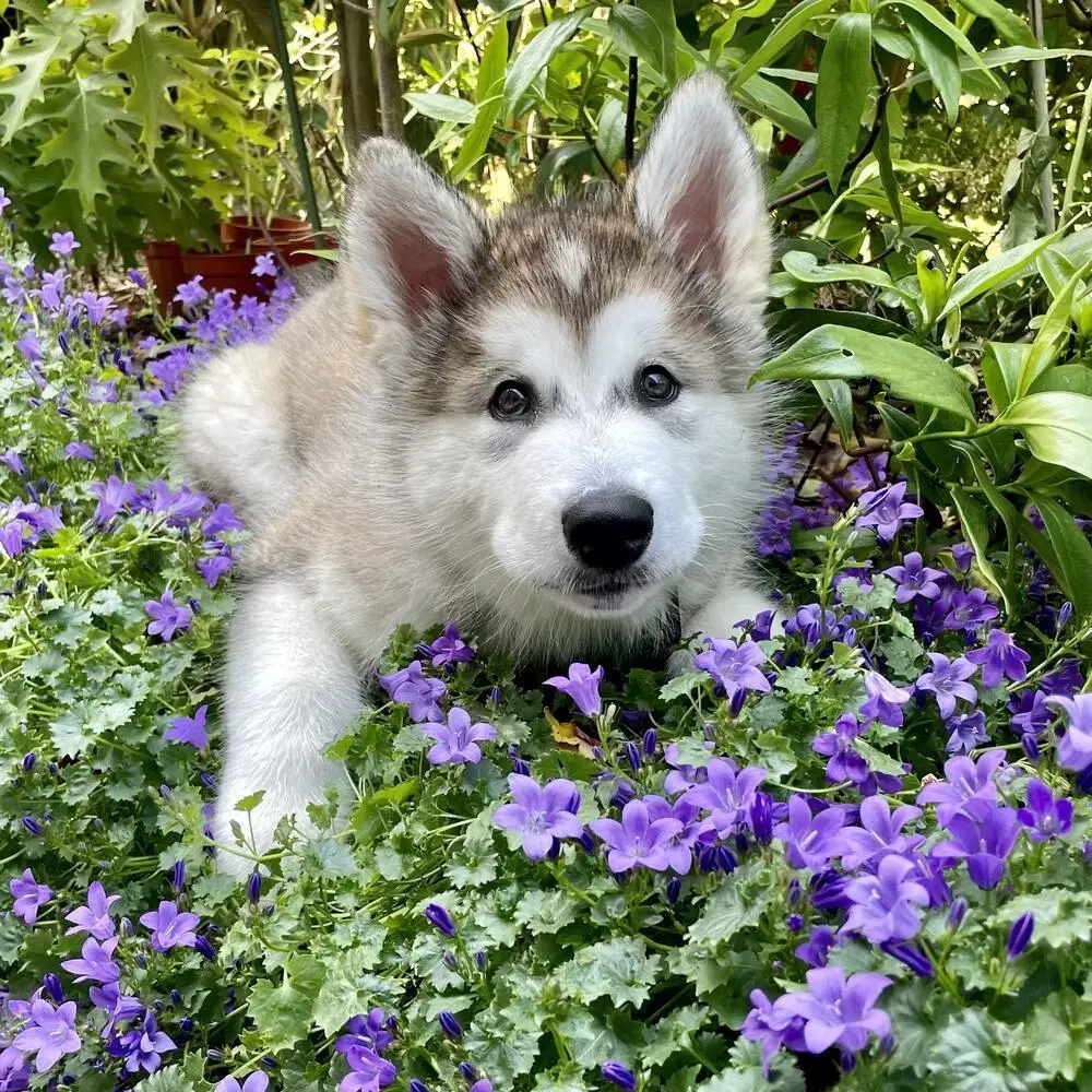 Alaskan Malamute