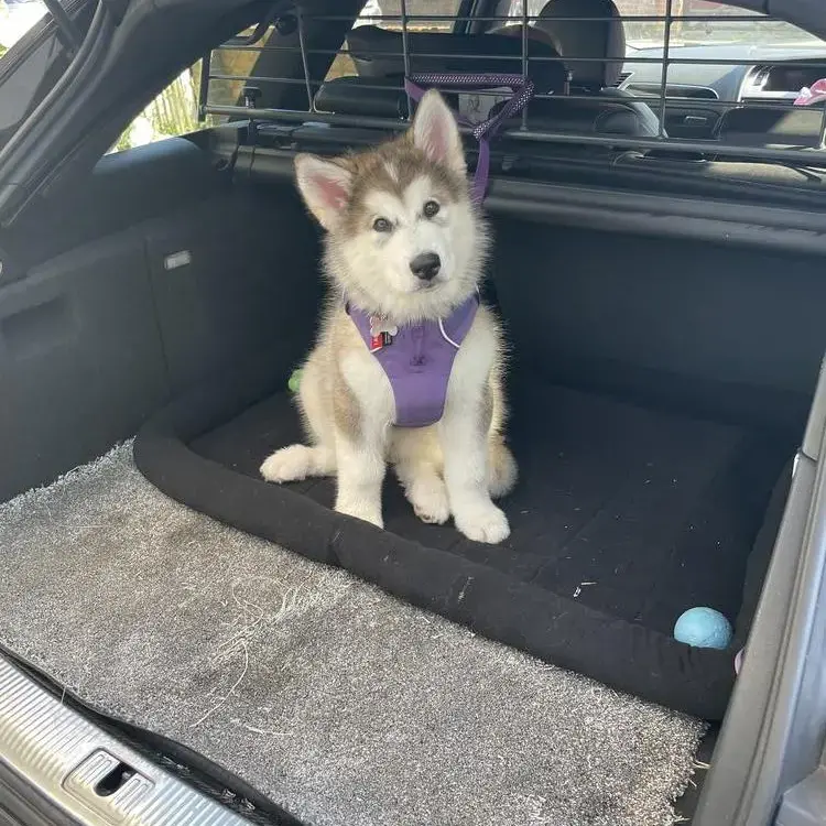 Alaskan Malamute