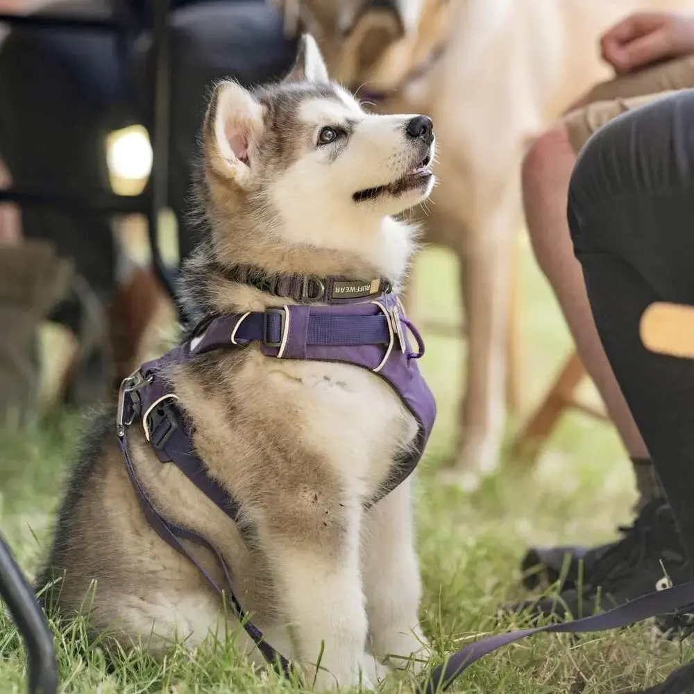 Alaskan Malamute