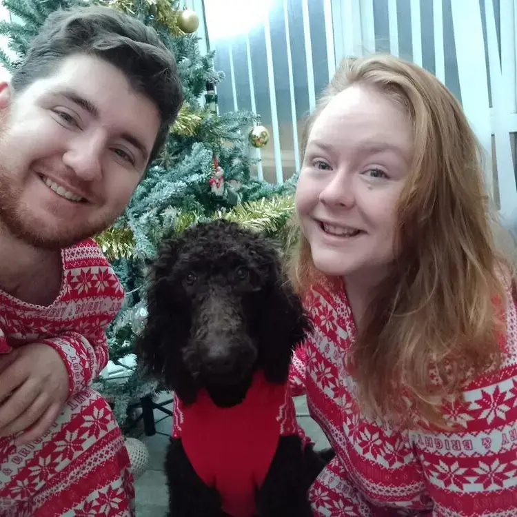 Poodle (Standard)